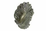 Wide, Enrolled Flexicalymene Trilobite - Indiana #287769-2